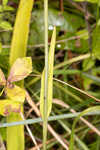 White fringed orchid